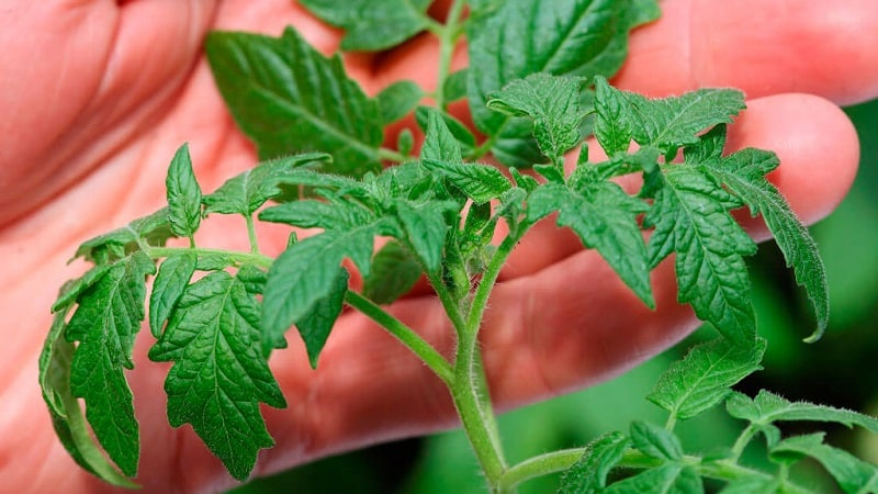 Un invité fabuleux sur votre site : la tomate Shéhérazade - comment la cultiver correctement pour obtenir une récolte riche