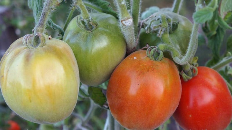 Un invitado fabuloso en su sitio: el tomate Scheherazade: cómo cultivarlo correctamente para obtener una rica cosecha