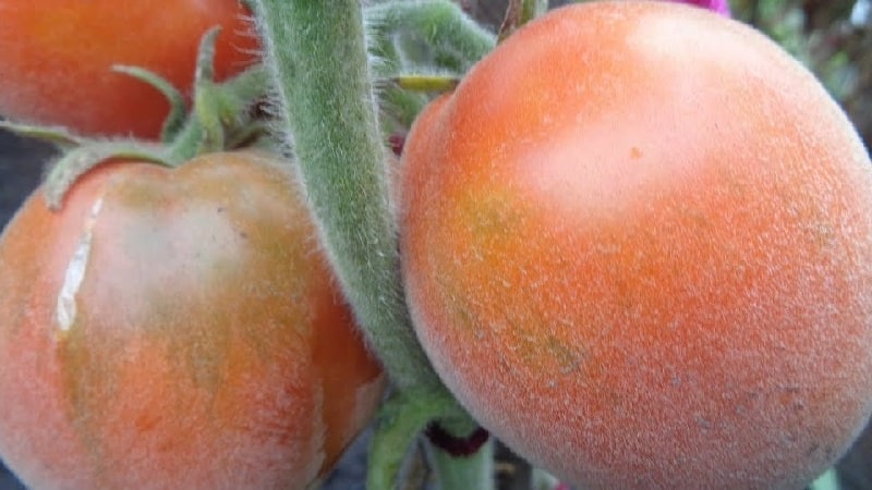 En fabelaktig gjest på nettstedet ditt: Scheherazade-tomaten - hvordan dyrke den riktig for å få en rik høst