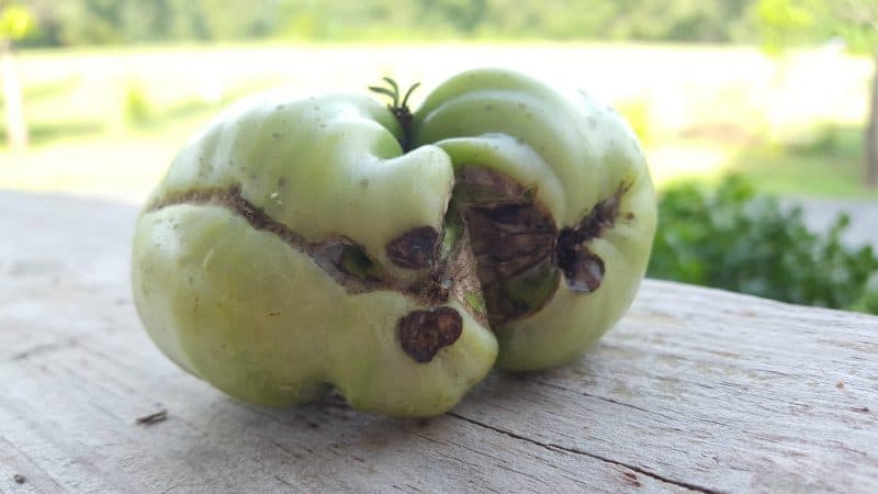 Pelbagai untuk pencinta tomato eksotik yang jarang berlaku - tomato Kayu Api