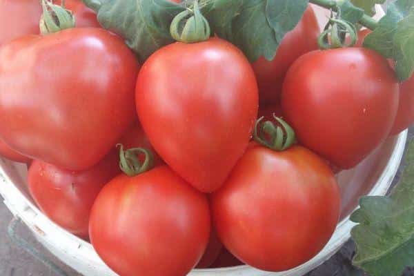 Variedad de tomate Madroño: resistencia a las enfermedades siberianas y alto rendimiento.