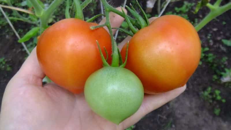 Tomatsort Jordgubbsträd - Sibirisk sjukdomsresistens och hög avkastning