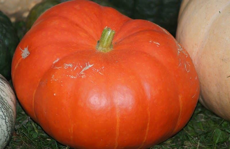 Variété de citrouille melon, adorée des jardiniers pour son goût sucré et son arôme extraordinaire.