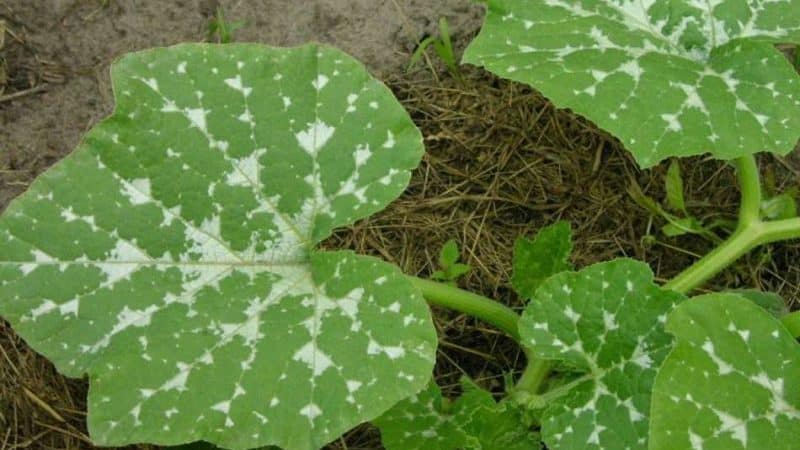 Iba't ibang melon pumpkin, na hinahangaan ng mga hardinero para sa matamis na lasa at hindi pangkaraniwang aroma.