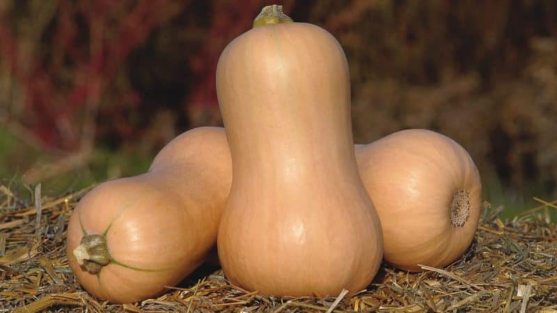 Dutch early maturing pumpkin hybrid Matilda: we grow up to 15 kg of fruit per square meter