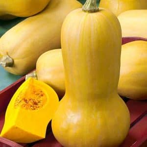 Dutch early maturing pumpkin hybrid Matilda: lumalaki kami ng hanggang 15 kg ng prutas kada metro kuwadrado