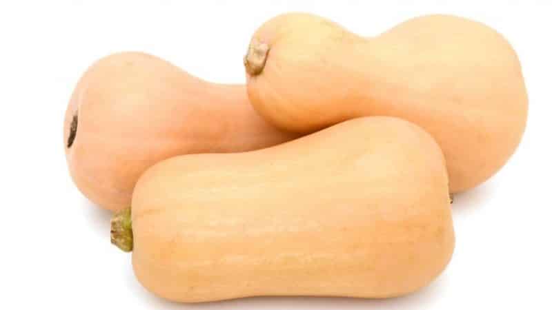 Dutch early maturing pumpkin hybrid Matilda: lumalaki kami ng hanggang 15 kg ng prutas kada metro kuwadrado