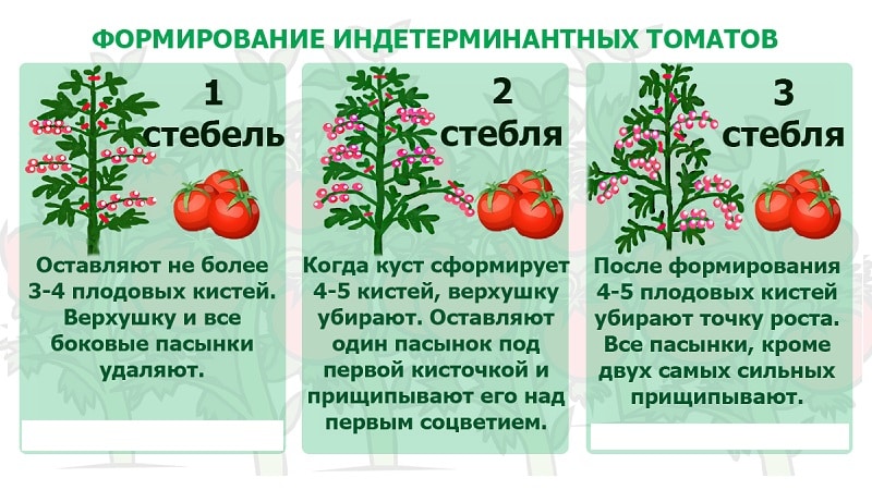 Tomate estável em rendimento e resistente a doenças Sugar bison: características e descrição da variedade