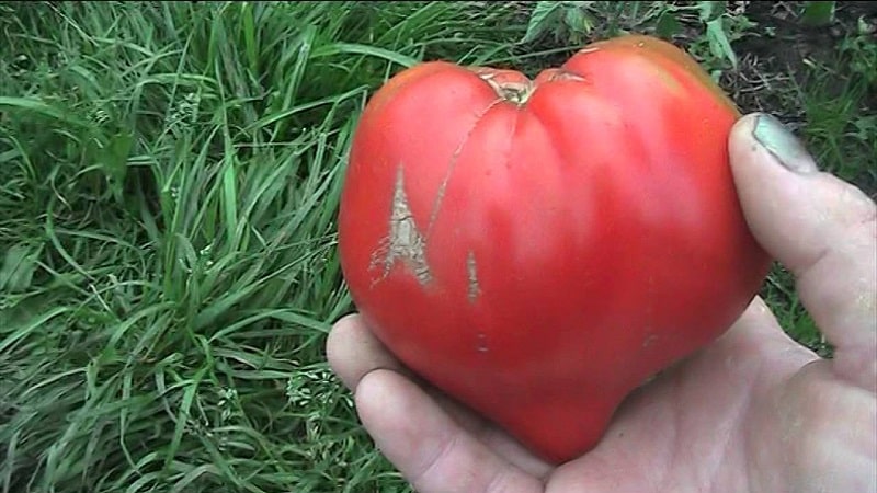 Tomate estável em rendimento e resistente a doenças Sugar bison: características e descrição da variedade