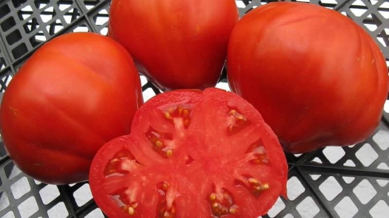 Pomodoro stabile nella resa e resistente alle malattie Bisonte di zucchero: caratteristiche e descrizione della varietà