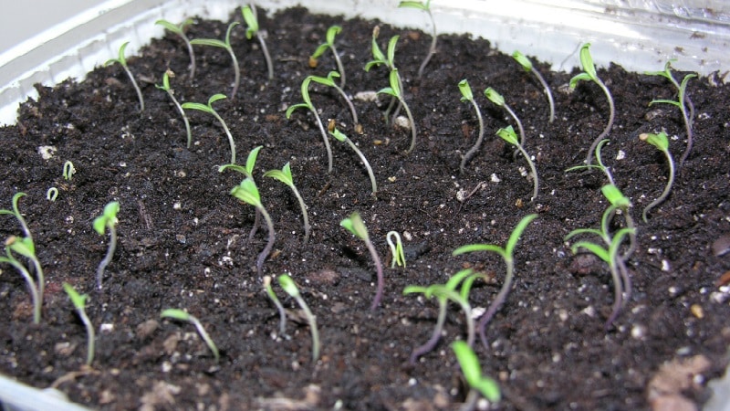 Tomate stable en rendement et résistante aux maladies Sugar bison: caractéristiques et description de la variété