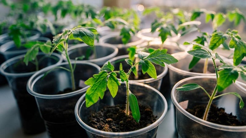 Tomate estável em rendimento e resistente a doenças Sugar bison: características e descrição da variedade