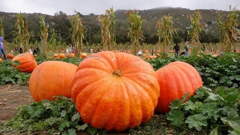 Estamos estableciendo récords de rendimiento al cultivar en nuestra parcela una variedad gigante de calabaza llamada Hundred Pumpkin.