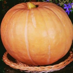 Ustanawiamy rekordy plonów, uprawiając na naszej działce gigantyczną odmianę dyni o nazwie Hundred Pumpkin.