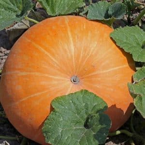 We are setting yield records by growing a giant variety of pumpkin called Hundred Pumpkin on our plot.