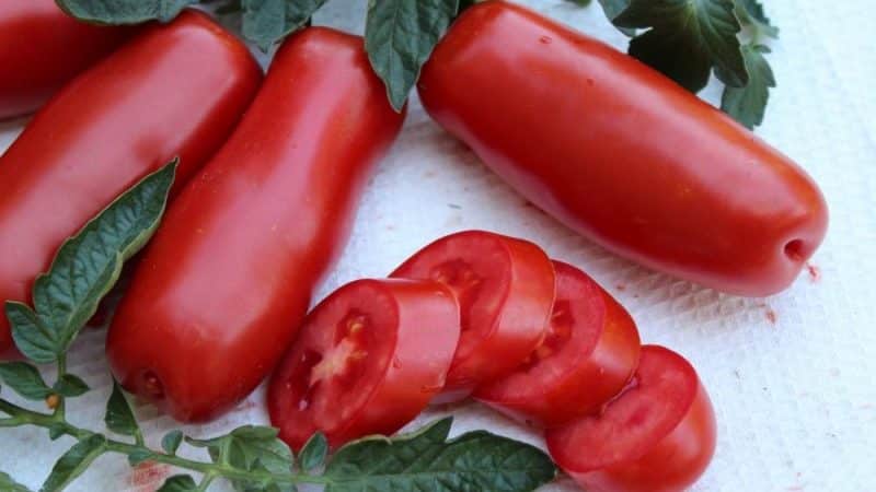 En rekke for elskere av sjeldne eksotiske tomater - ved-tomaten