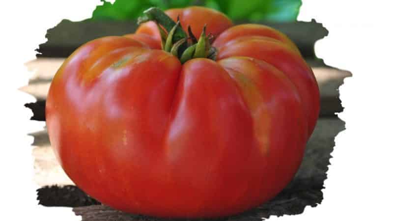 Una variedad resistente a las duras condiciones climáticas: el famoso tomate Orgullo de Siberia