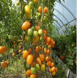 Pourquoi la tomate Kotya a-t-elle été reconnue comme le meilleur hybride de l'année ?