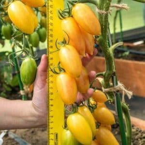 Warum wurde die Kotya-Tomate als beste Hybride des Jahres ausgezeichnet?