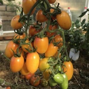 Hvorfor blev Kotya-tomaten anerkendt som årets bedste hybrid?