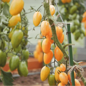 Why was the Kotya tomato recognized as the best hybrid of the year?