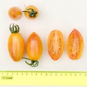 Why was the Kotya tomato recognized as the best hybrid of the year?