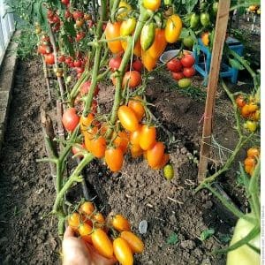 Why was the Kotya tomato recognized as the best hybrid of the year?