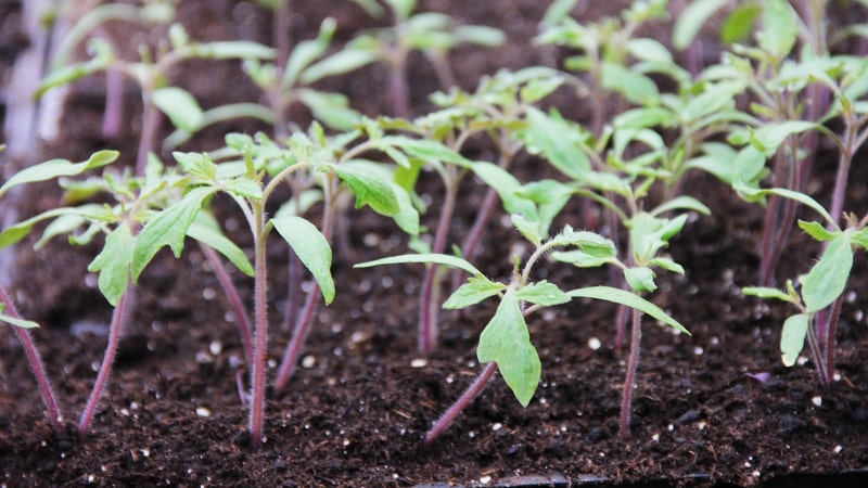 Uma decoração luminosa e saborosa para a sua casa de verão - tomate Monisto rosa