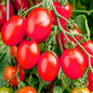 Hiasan yang cerah dan lazat untuk kotej musim panas anda - tomato Monisto merah jambu