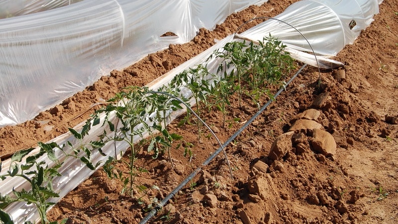 קישוט בהיר וטעים לבקתת הקיץ שלך - עגבנייה מוניסטו ורודה