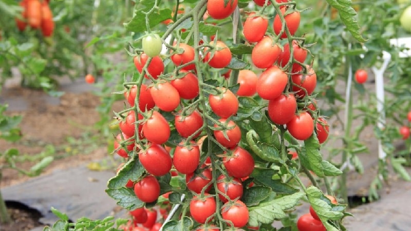 Una decoración brillante y sabrosa para su cabaña de verano: tomate Monisto rosa