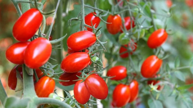 Une décoration lumineuse et savoureuse pour votre chalet d'été - tomate Monisto rose