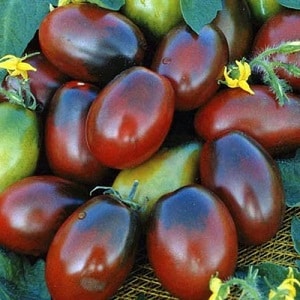 Una decoración brillante y sabrosa para su cabaña de verano: tomate Monisto rosa