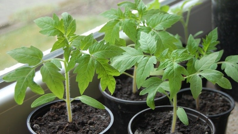 Svetel in okusen okras za vašo poletno kočo - roza paradižnik Monisto