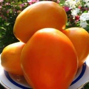 Un brillante representante de las variedades fructíferas de mitad de temporada: el tomate Radunitsa y consejos para su cultivo adecuado