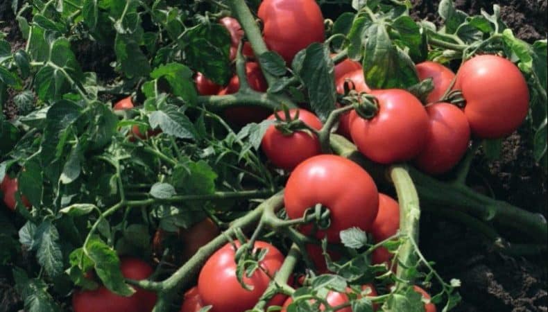 A welcome guest on your site is the Sultan tomato: we grow it without hassle and enjoy the harvest