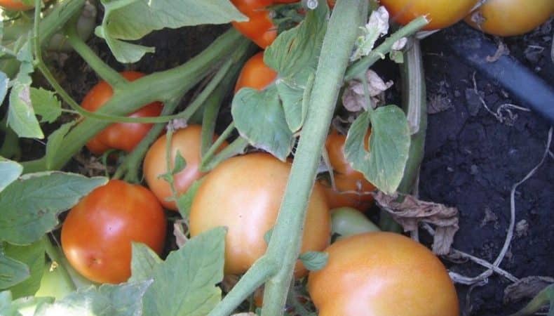 Un invitado bienvenido en su sitio es el tomate Sultán: lo cultivamos sin problemas y disfrutamos de la cosecha.