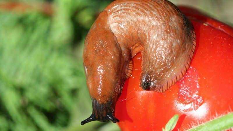 Decorar un llit amb una floració inusual: tomàquet rosa japonès i els seus avantatges sobre altres varietats