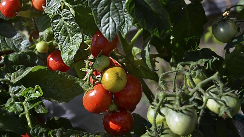 Pelbagai bersahaja yang memerlukan penjagaan minimum - tomato kerdil Jepun