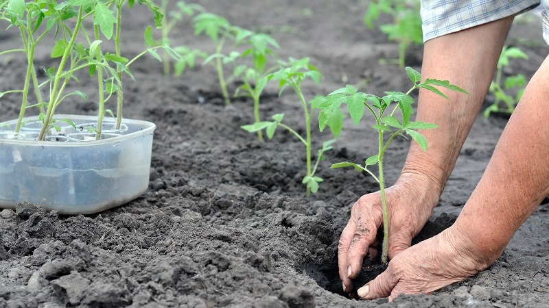 An unpretentious variety that requires minimal care - Japanese dwarf tomato