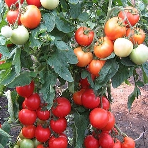 An unpretentious variety that requires minimal care - Japanese dwarf tomato