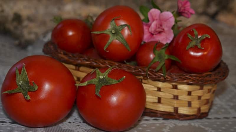 An unpretentious variety that requires minimal care - Japanese dwarf tomato