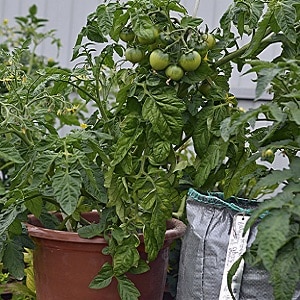 An unpretentious variety that requires minimal care - Japanese dwarf tomato