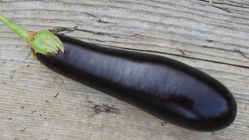 Finesser af pleje af sorten sort opal aubergine og dens fordele