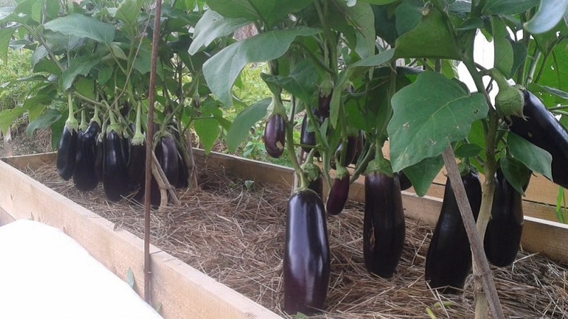 Subtleties of caring for the Black Opal eggplant variety and its benefits