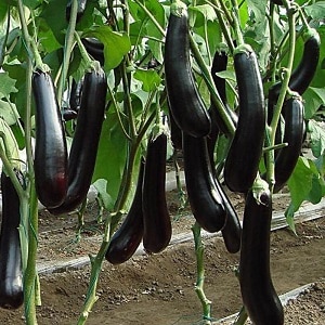 Finesser af pleje af sorten sort opal aubergine og dens fordele