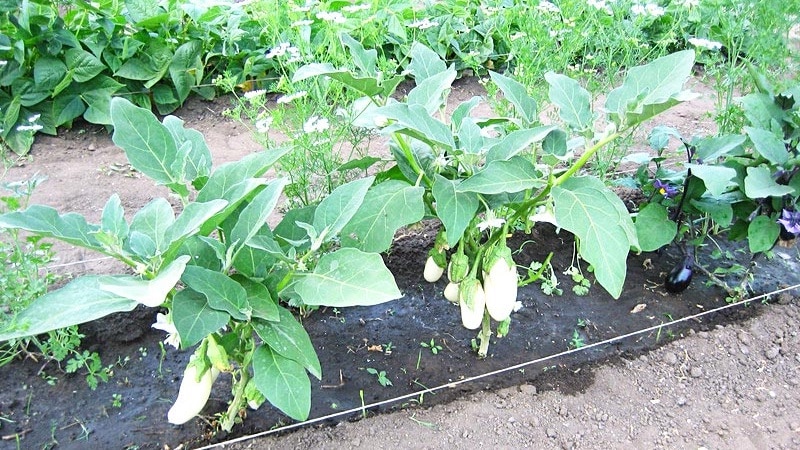 Subtilités de prendre soin de la variété d'aubergine Black Opal et ses bienfaits