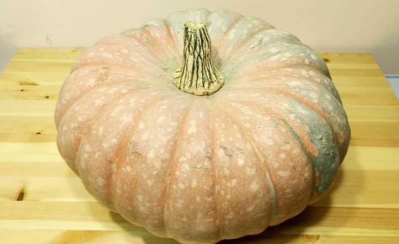 Idealen hibrid za pripravo okusnih jedi je buča Butter Pumpkin in značilnosti njenega gojenja