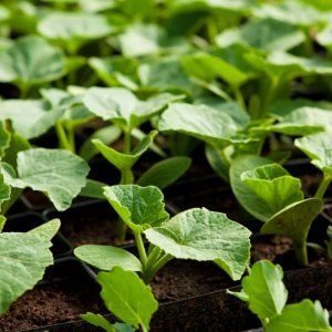 L'híbrid ideal per preparar plats deliciosos és la carbassa de carbassa de mantega i les característiques del seu cultiu