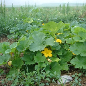 The ideal hybrid for preparing delicious dishes is the Butter Pumpkin pumpkin and the features of its cultivation